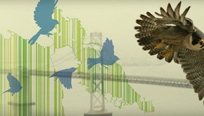 A banner for Bird-Safe Building Standards featuring a graphic of three blue birds flying past a green glass building and a photo of a hawk perched on a ledge overlooking the city.