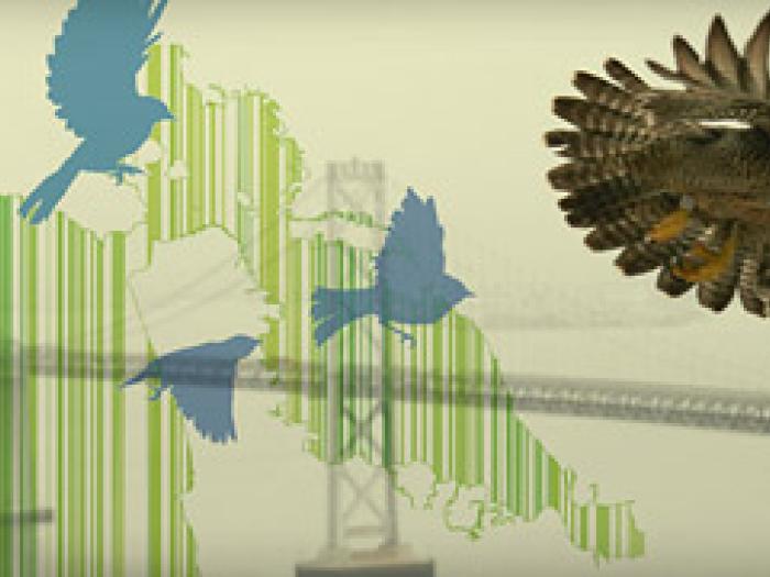 A banner for Bird-Safe Building Standards featuring a graphic of three blue birds flying past a green glass building and a photo of a hawk perched on a ledge overlooking the city.