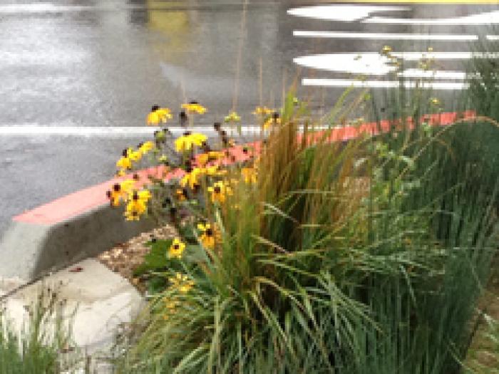 A curbside bio-retention planter filled with blooming yellow black-eyed Susans and ornamental grasses sits between a wet asphalt street and a red brick sidewalk.